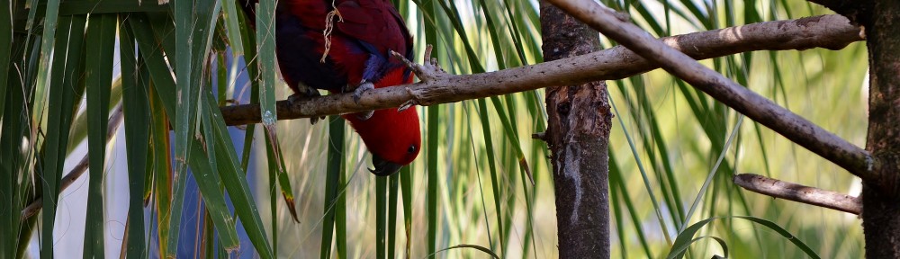 Société d'ornithologie "La Fauvette"