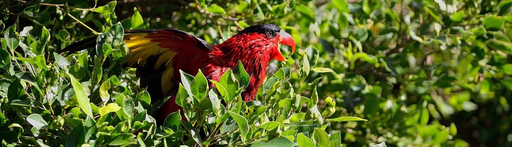 Société d'ornithologie "La Fauvette"